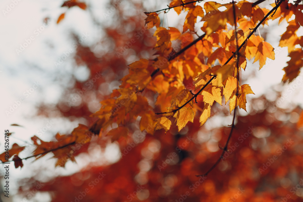 Autumn yellow leaves on tree in backlight Autumn yellow leaves on tree in backlight