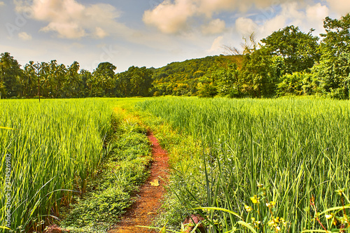 Paddy fields of Konkan, Maharashtra, India photo