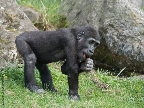 Portrait of small cute Western lowland gorilla infant baby, Gorilla gorilla eating or chewing twigs, grass and rock background selective focus