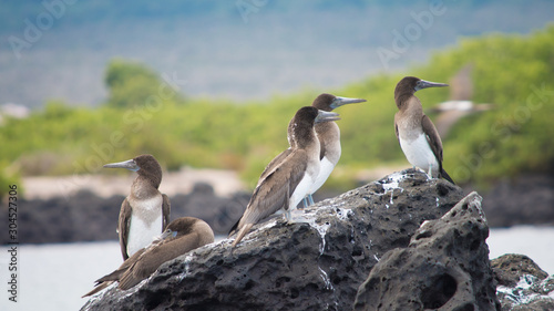 Blue-footed boobies on a rock, a kind of bird of Galapagos islands. Several are watching on the right. Blurred background