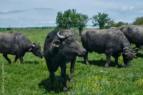 Black Mediterranean water buffaloes herd grazing on green grass