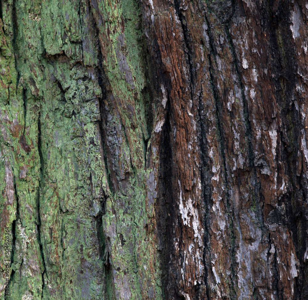 Obraz premium Textured and rough bark of the tree