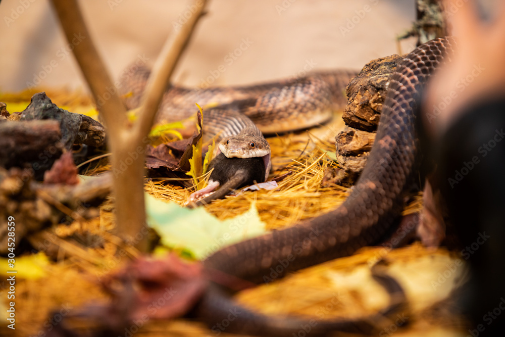 Fototapeta premium close up and selective focus on rat snake during swallowing whole the prey, trying to devour big grey rat on the forest ground with a lot of Maple leaves, dry pine needles, and rocks.