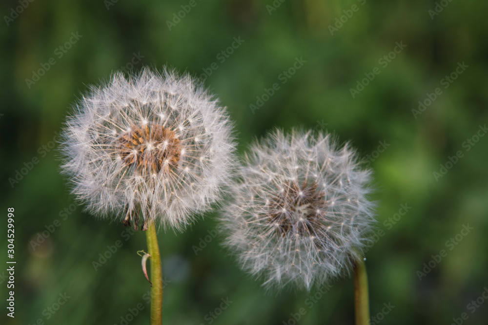 dandelion on background of green grass