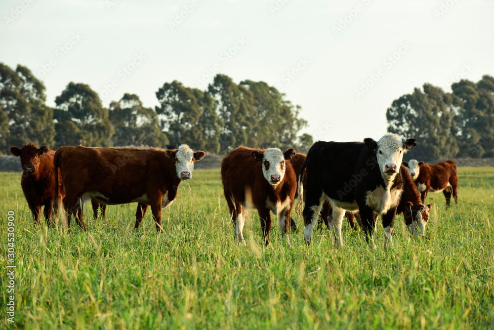 Steers fed on natural grass, Buenos Aires Province, Argentina