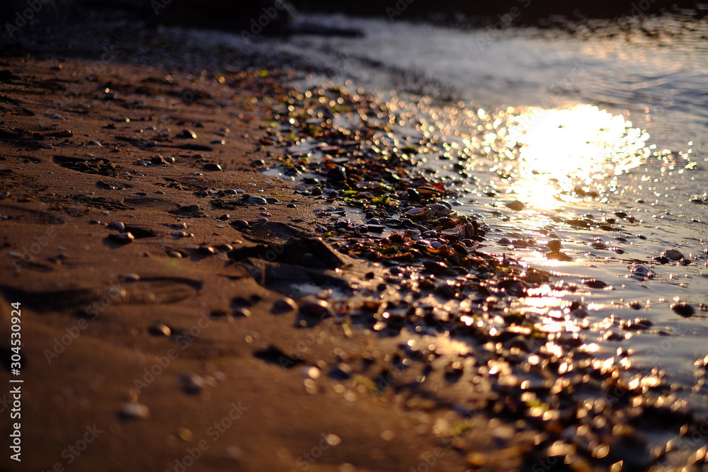 Seashells and seaweeds on a shore being washed by the sea at dawn Seashells and seaweeds on a shore being washed by the sea at dawn