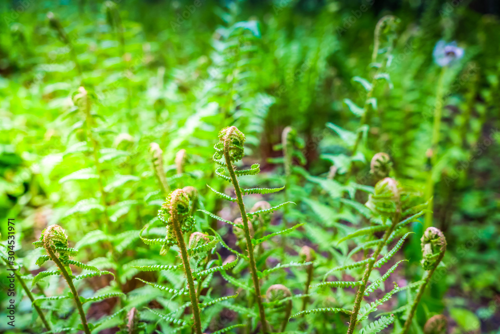 green ferm sprouts under sun green ferm sprouts under sun