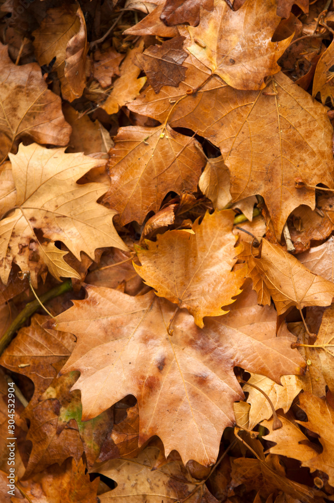 Obraz premium Colorful autumn leaves in orange yellow and brown. Fallen leaves on forest floor in autumn season background texture.