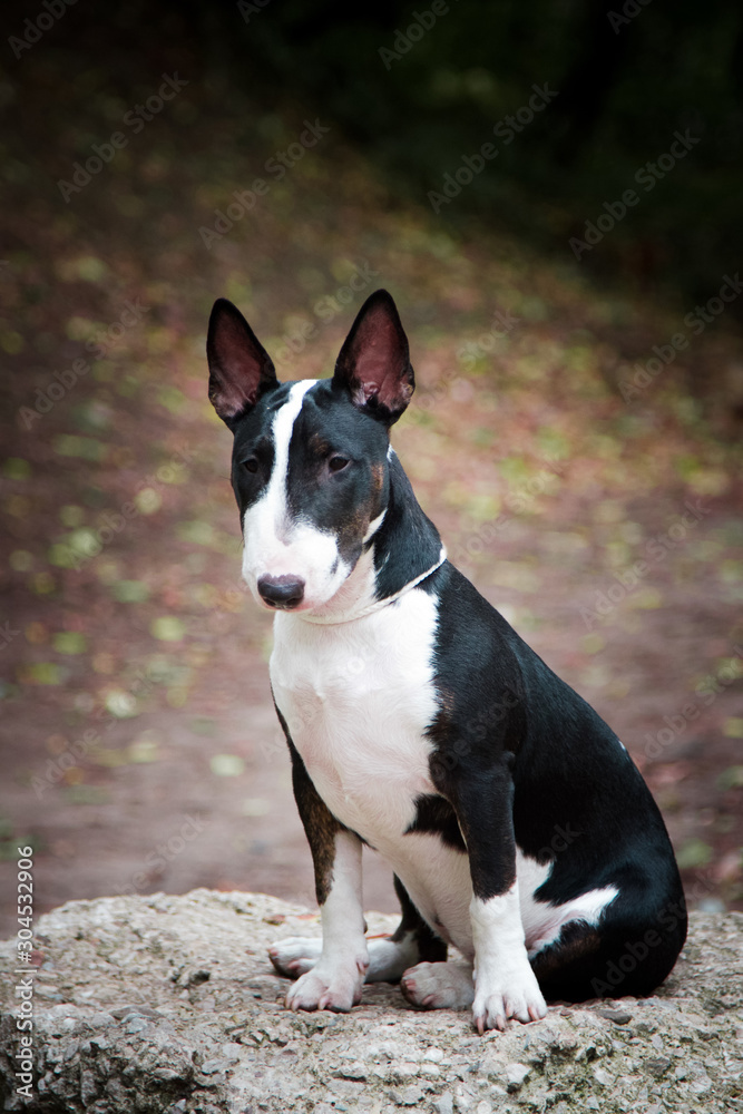 dogs breed mini bull terrier black with a white breast sitting on a stone