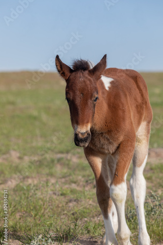 Cute Wild Horse Foal in Spring in the Utah Desert