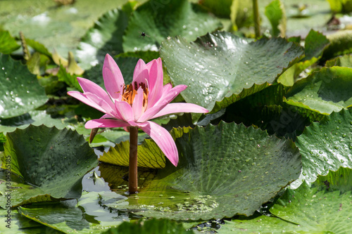 flor de nenufar rosa en el agua