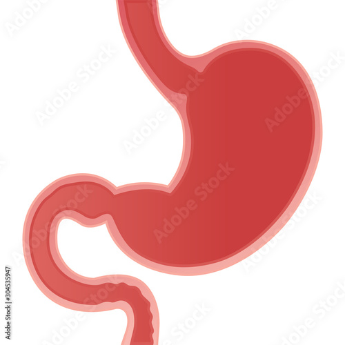Stomach vector illustration. Human stomach anatomy. Realistic stomach icon. Part of set. 