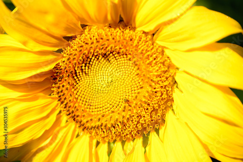 detail of a sunflower on a sunny morning