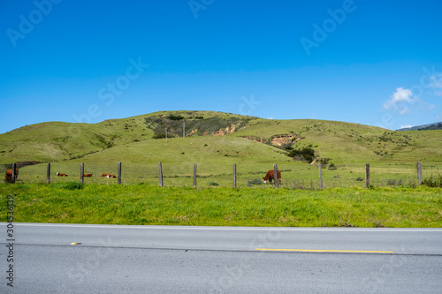 Top Secret California Cows