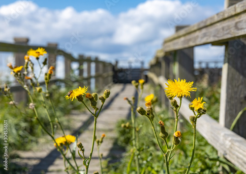 Dandelions flowers close up with wooden bridge in the background
