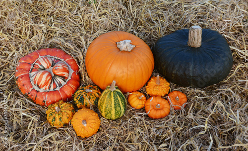 Group of large and small pumpkins and gourds