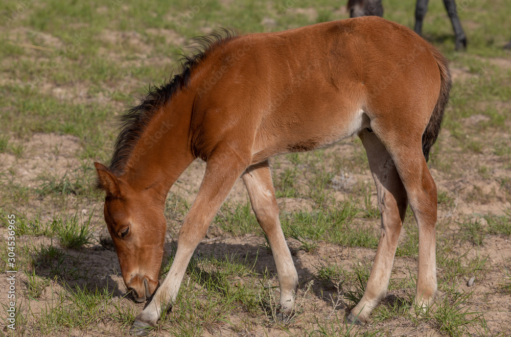 Cute Wild Horse Foal in Spring in the Utah Desert Cute Wild Horse Foal in Spring in the Utah Desert