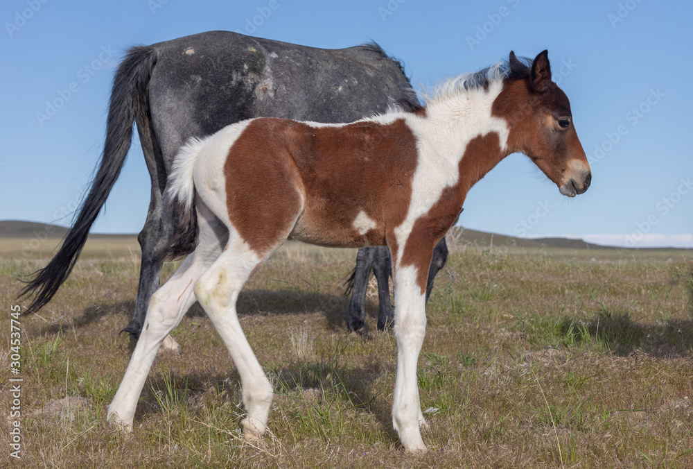 Cute Wild Horse Foal in Spring in the Utah Desert Cute Wild Horse Foal in Spring in the Utah Desert