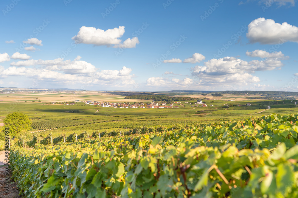 Champagne region in France with the setting sun Champagne region in France with the setting sun