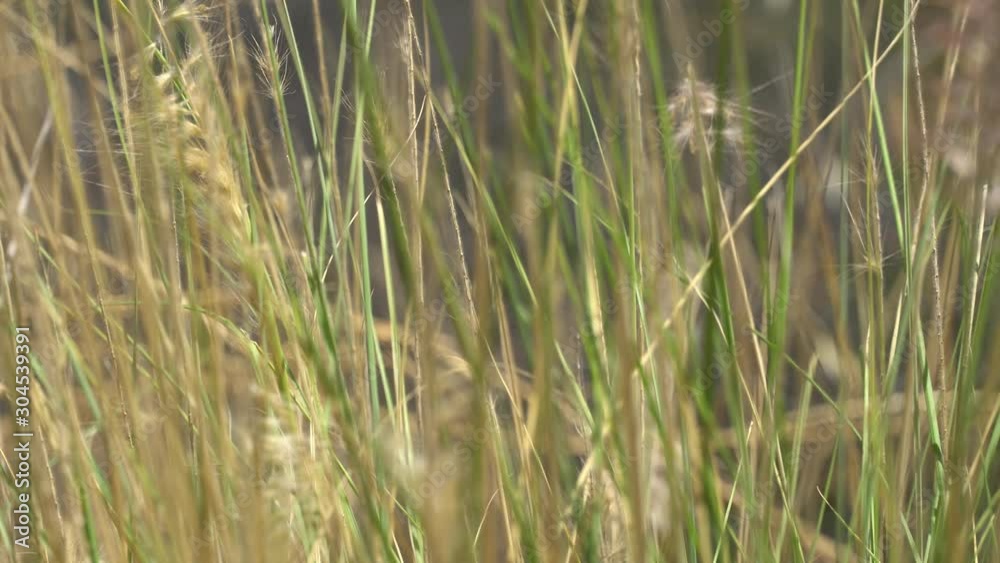 Tropical tall grass sways in the wind. Close-up shot. Tropical tall grass sways in the wind. Close-up shot.