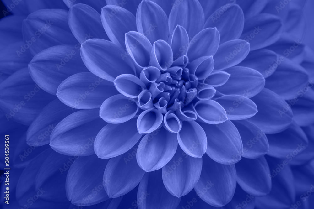 blue dahlia petals macro, floral abstract background. Close up of flower dahlia for background, Soft focus. - obrazy, fototapety, plakaty 