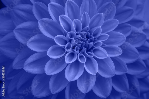 blue dahlia petals macro, floral abstract background. Close up of flower dahlia for background, Soft focus.