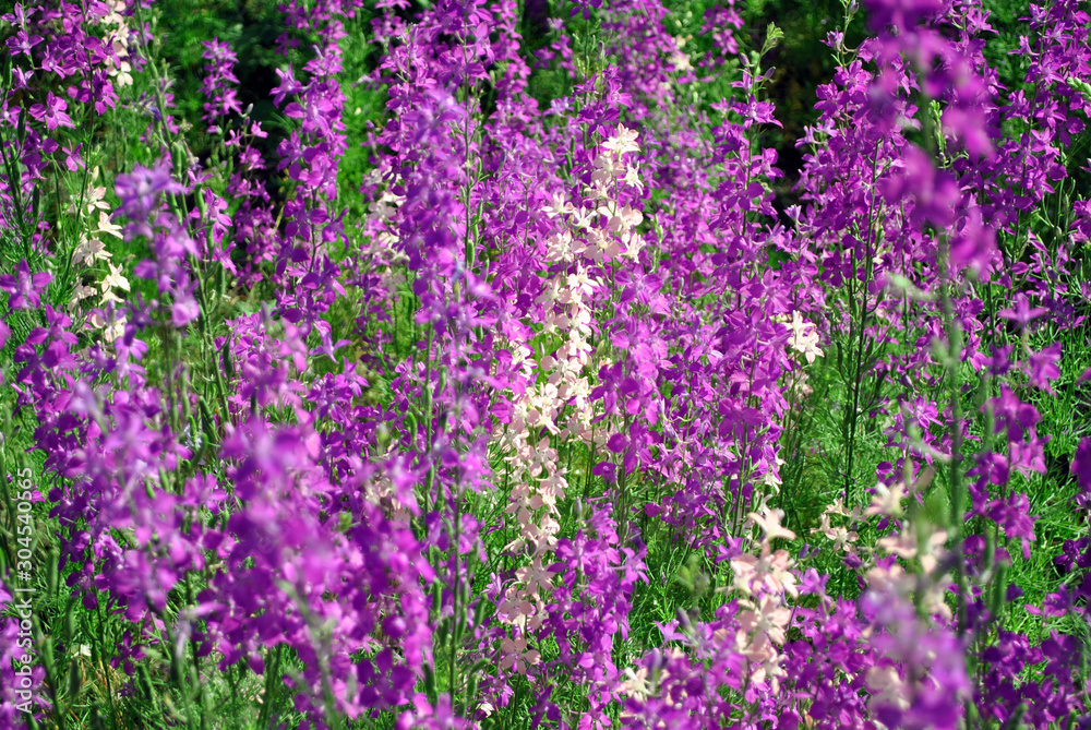 Glade with many purple and soft pink flowers blooming, green grassv blurry bokeh background, Glade with many purple and soft pink flowers blooming, green grassv blurry bokeh background,