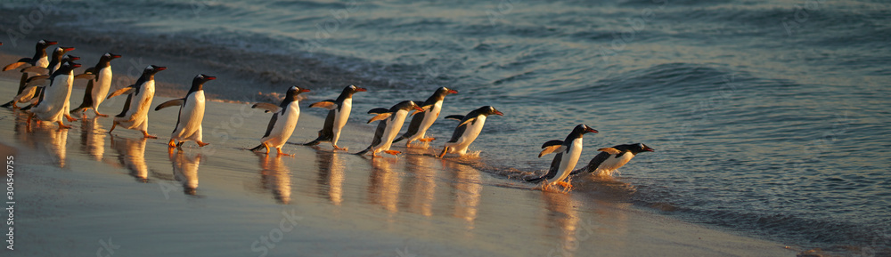 Fototapeta premium Large number of Gentoo Penguins (Pygoscelis papua) held back from going to sea by a Leopard Seal, out of shot, hunting offshore Bleaker Island in the Falkland Islands.