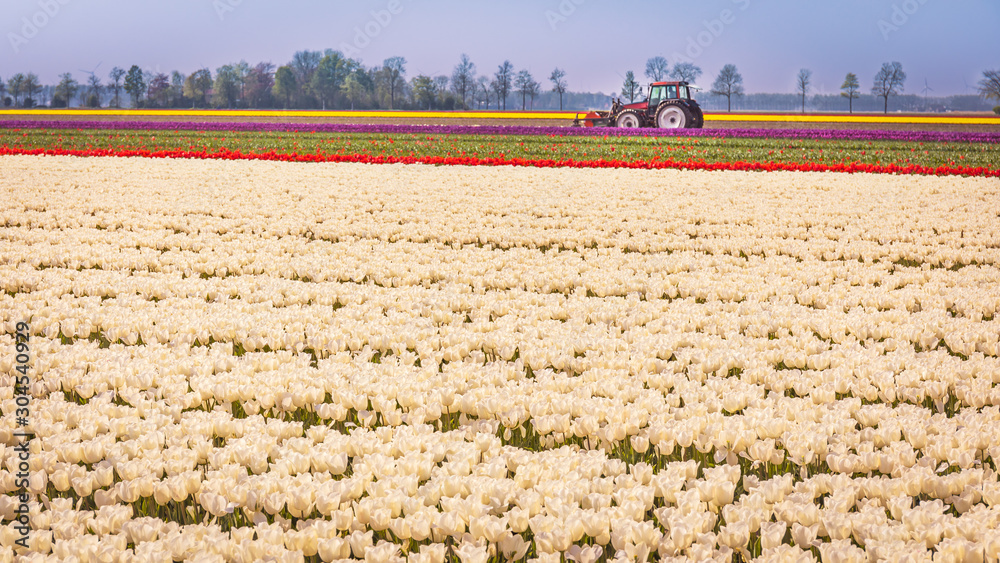 Colorful fields of tulips in Noordoostpolder (north-western polder), Netherlands