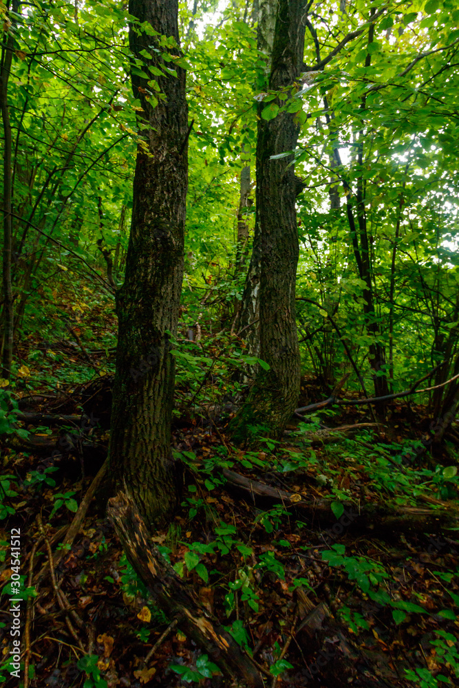 View of a green forest at summer