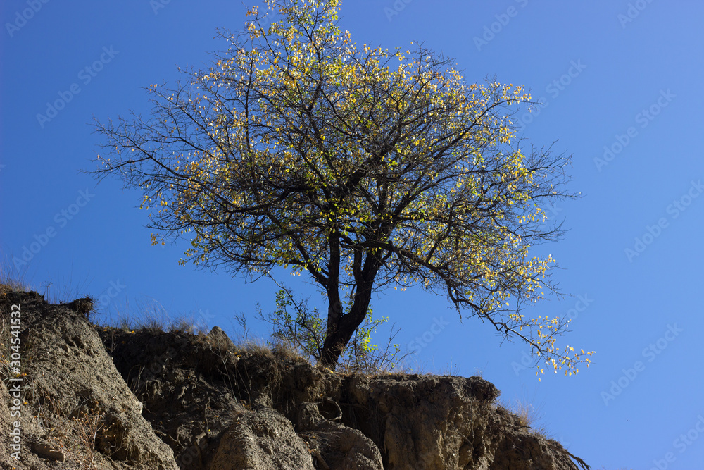 Summer landscape in mountains and the dark blue sky with clouds. A tree in the rocky mountains. A lonely tree in the mountains against the sky Summer landscape in mountains and the dark blue sky with clouds. A tree in the rocky mountains. A lonely tree in the mountains against the sky