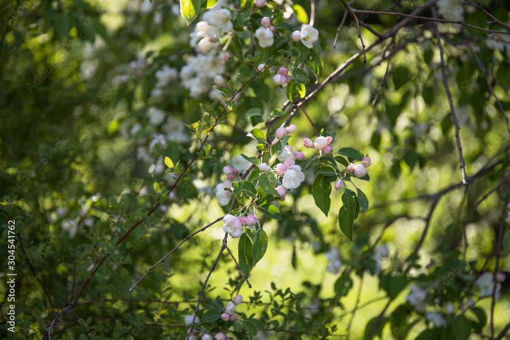 Spring tree branch with blossoming flowers in a garden