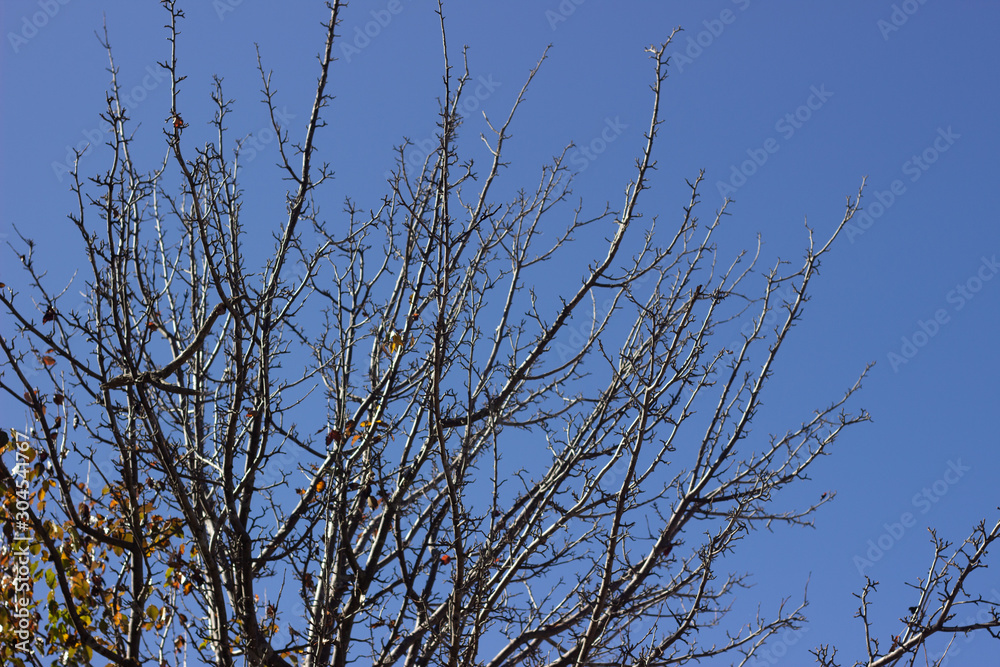 SYCAMORE TREE AGAINST SKY. Tree branches against the sky SYCAMORE TREE AGAINST SKY. Tree branches against the sky