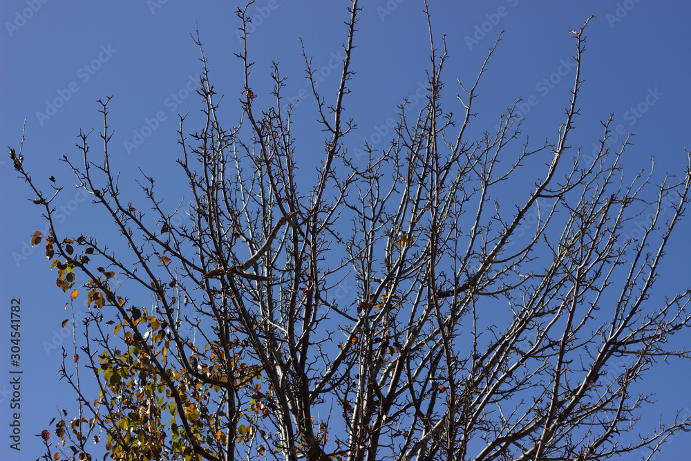 SYCAMORE TREE AGAINST SKY. Tree branches against the sky SYCAMORE TREE AGAINST SKY. Tree branches against the sky