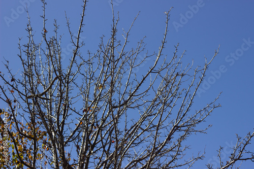 SYCAMORE TREE AGAINST SKY. Tree branches against the sky