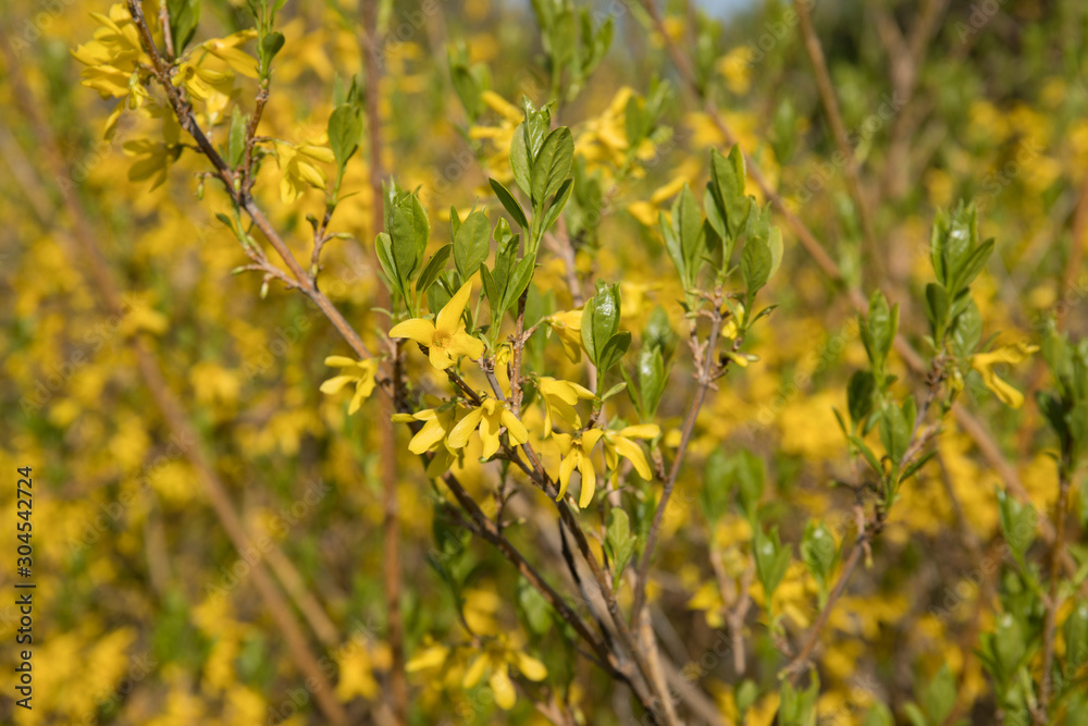 bright yellow broom or forsythia flower Latin name cytisus scoparius or spachianus close up in spring bright yellow broom or forsythia flower Latin name cytisus scoparius or spachianus close up in spring