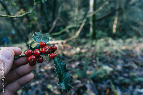 Holly branch in a quiet forest in the North of Spain during autumn
