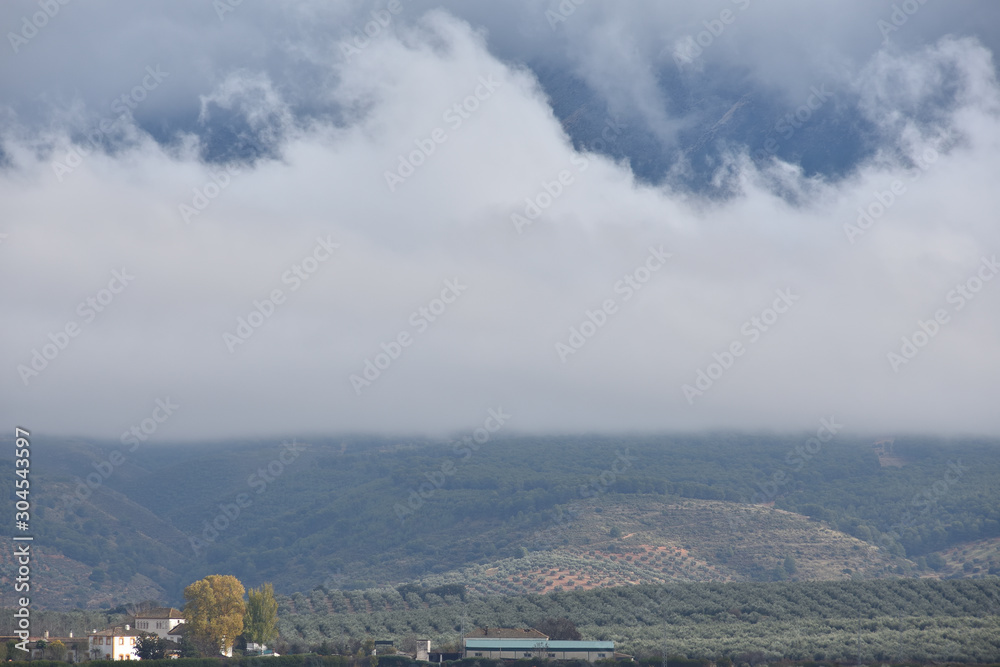 A rainy and foggy day in the olive fields