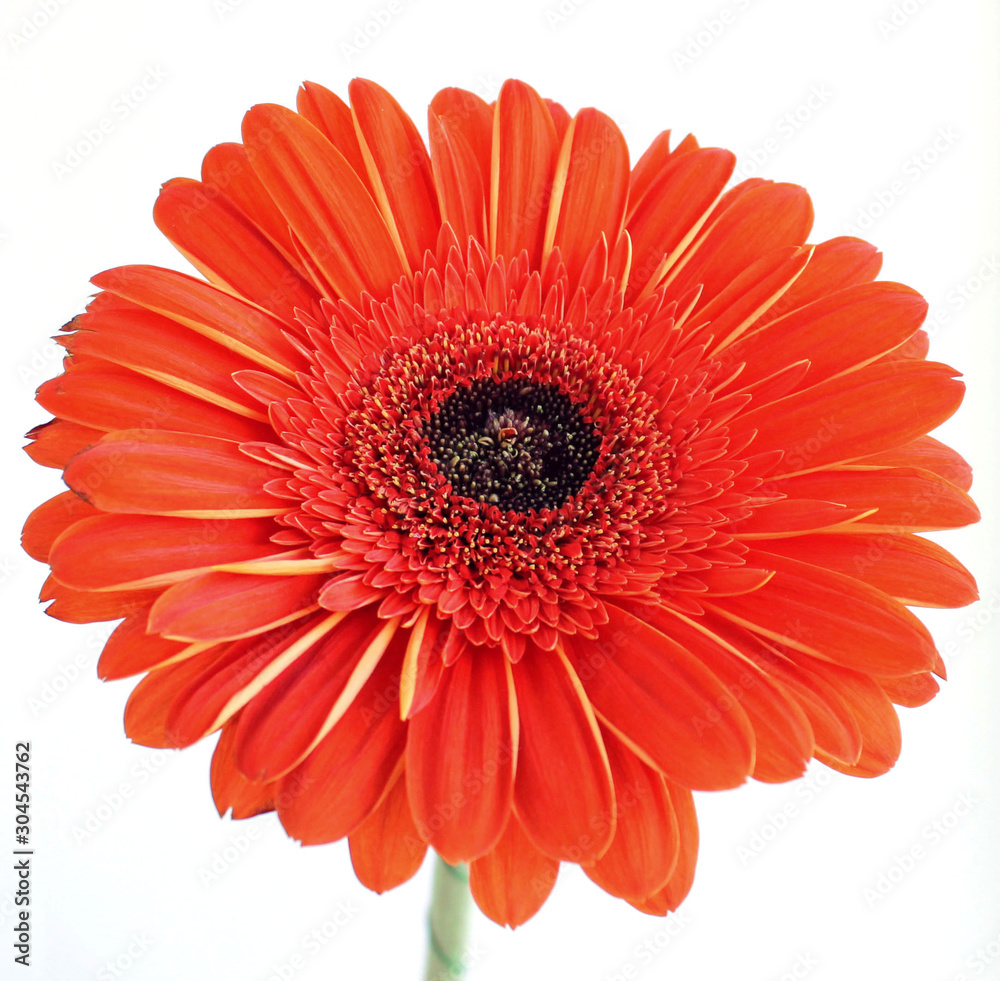 red gerbera flower on white backgroun red gerbera flower on white backgroun
