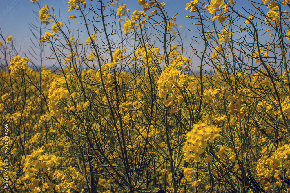 Flowering rapeseed canola or colza in the spring in the fields, the seeds of which are used in for green energy and oil industry, Ukraine is the leader in growing Flowering rapeseed canola or colza in the spring in the fields, the seeds of which are used in for green energy and oil industry, Ukraine is the leader in growing