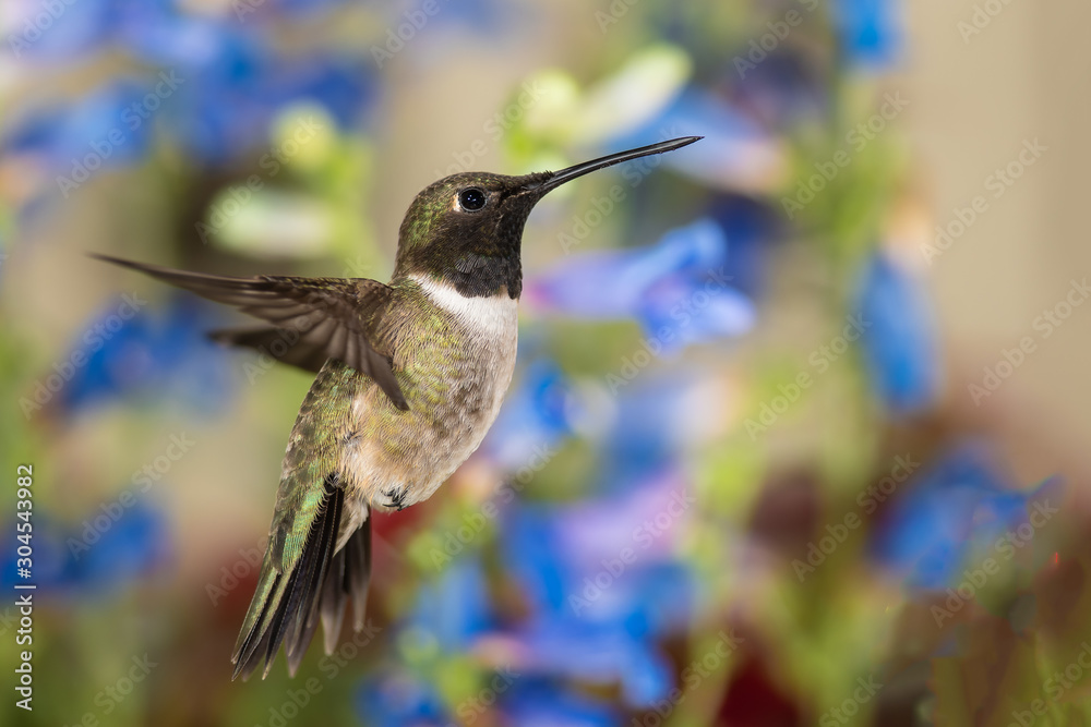 Fototapeta premium Black-Chinned Hummingbird Searching for Nectar Among the Blue Flowers
