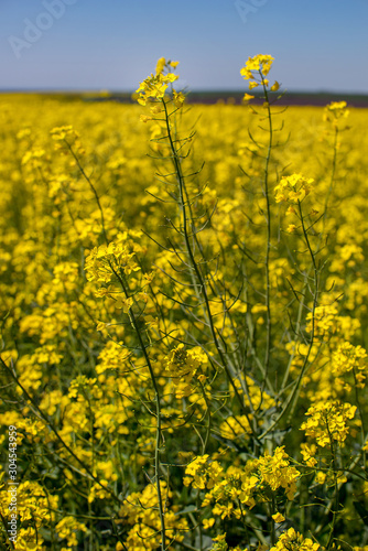 Flowering rapeseed canola or colza in the spring in the fields, the seeds of which are used in for green energy and oil industry, Ukraine is the leader in growing