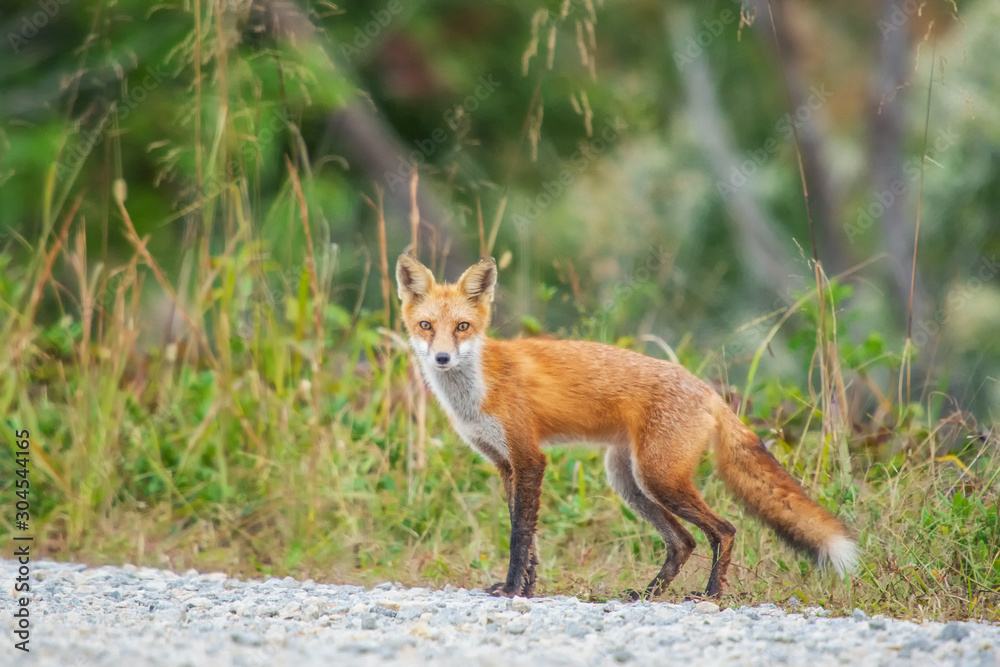 Red Fox in the Bombay Hook National Wildlife Refuge.Delaware.USA