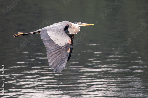 Great Blue Heron Flying Over the Still Water