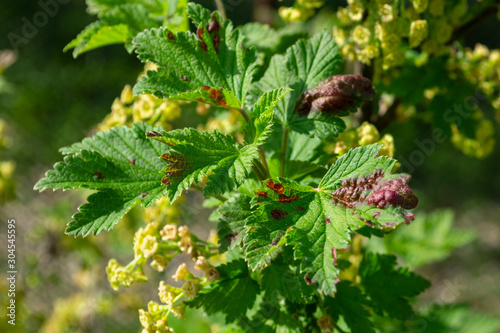 Close Up of ill leaves of currant infected by gallic aphids