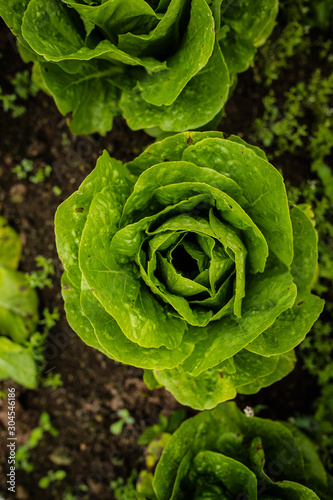 Beautiful lettuce at the farm