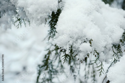 Bare tree branches covered with snow in winter 