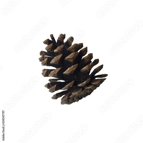 An isolated pine cone on the white background