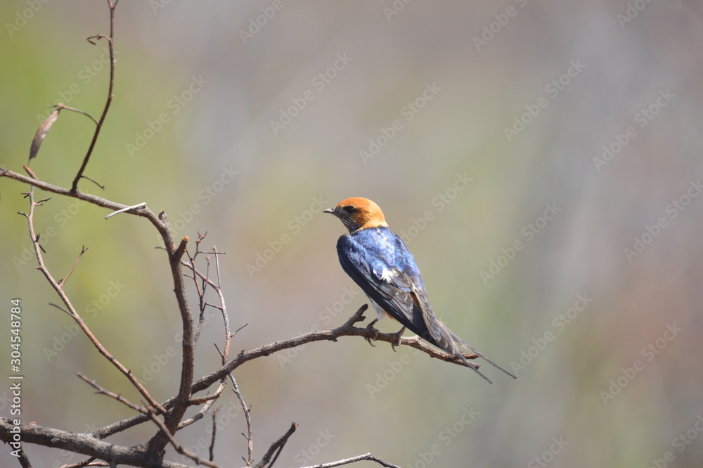Isolated Barn Swallow (Hirundo rustica) in a bird hide in Pilanesberg national park Isolated Barn Swallow (Hirundo rustica) in a bird hide in Pilanesberg national park