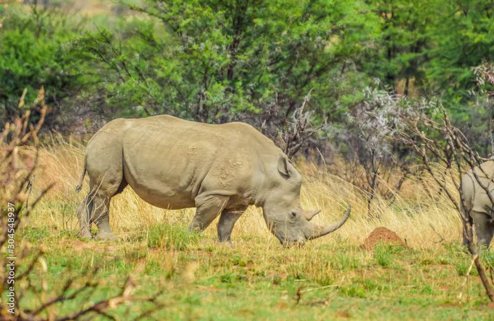 Fototapeta premium An isolated white Rhinoceros grazing in a nature reserve in South Africa